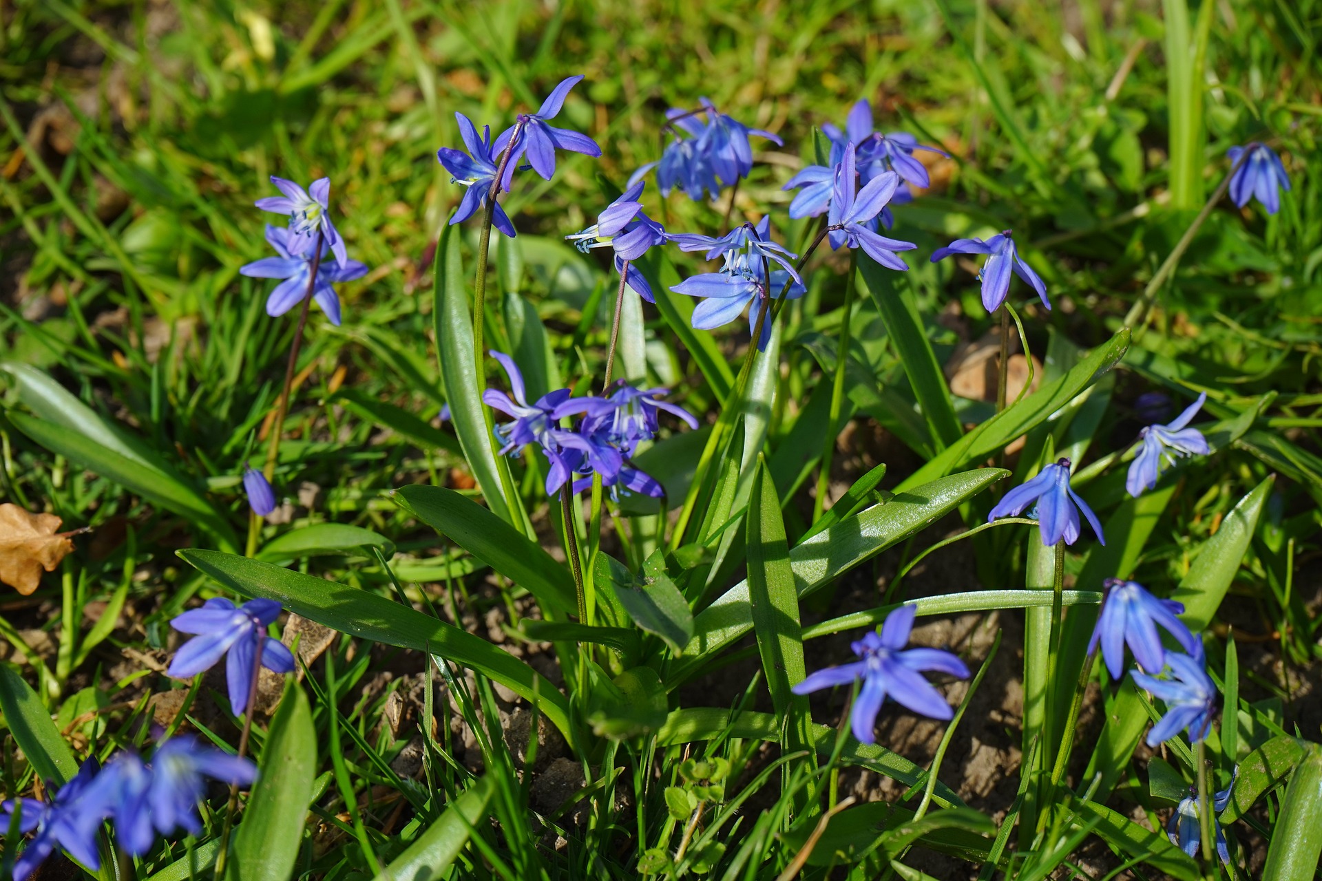 The Earliest-Blooming Spring Bulbs | Almanac.com